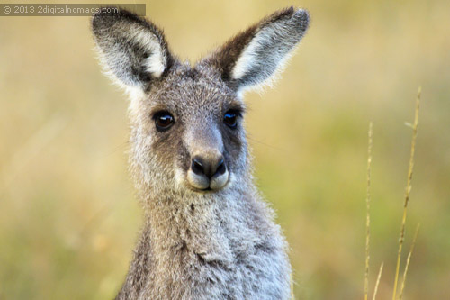 Kangaro 
