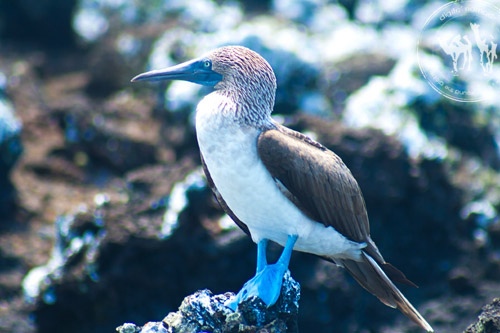 40 observations sur les Galapagos