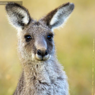 Tidbinbilla Nature Reserve – Kangaroos are Everywhere